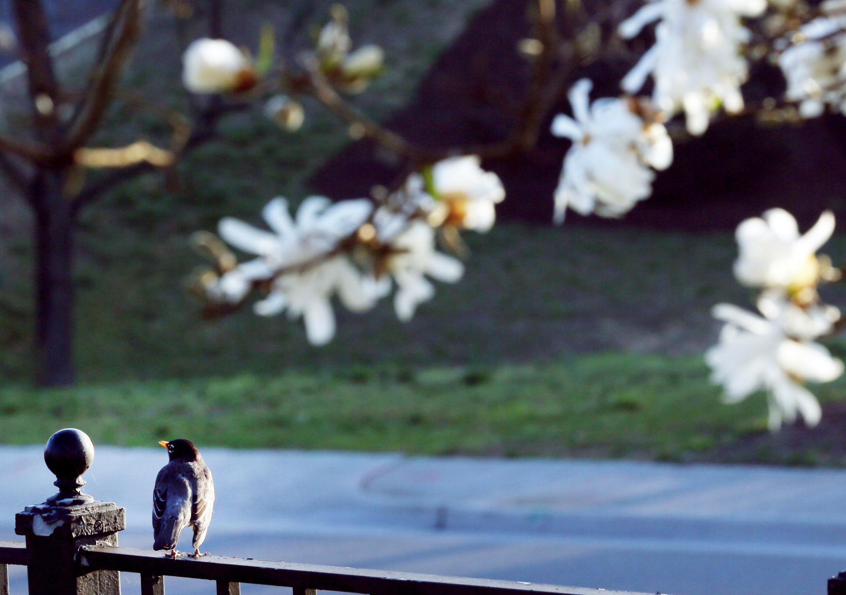 hr blossoms 031220 p03
